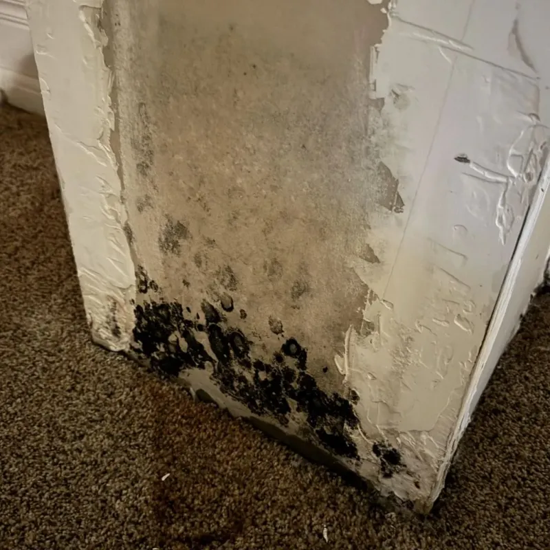Professional Mold Removal in Los Molinos, CA